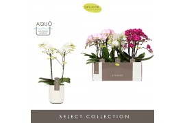 Phalaenopsis multiflora mix Optimost Sensual Mix 2 spike in Molise Whi