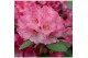Rhododendron Rhododendron Wine & Roses ® 