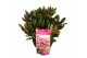 Rhododendron Rhododendron Wine & Roses ® 
