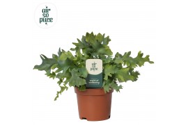 Phlebodium aureum davana Phlebodium Davana - Air So Pure