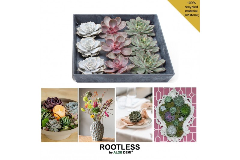 Arrangementen succulenten ROOTLESS Echeveria 9x, 7-10 cm presentatie d 