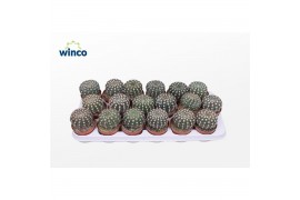 Echinocactus grusonii Notocactus Uebelmaniana