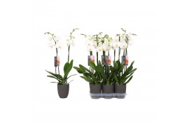 Phalaenopsis anthura madrid Phalaenopsis White, 2-spike Antracite Cera