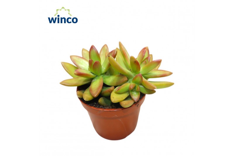 Sedum Sedum Neusbaumiamaoverig pp 