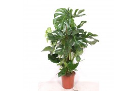 Monstera deliciosa Monstera deliciosapp