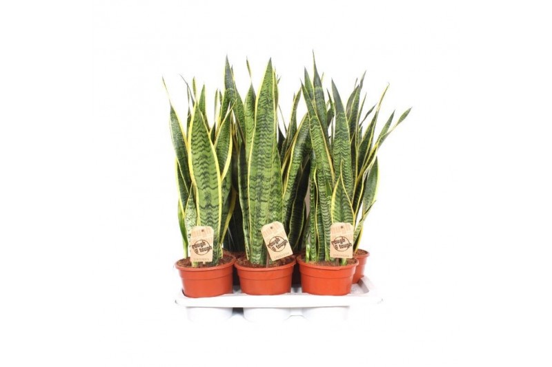 Sansevieria trifasciata laurentii Sansevieria Laurentii 