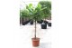 Ficus lyrata Ficus lyrata1 pp 
