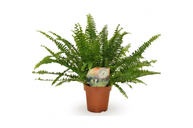 Nephrolepis exaltata green lady Nephrolepis Green Ladycm diameter 