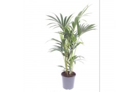 Howea forsteriana Howea forsteriana 5 per pot5 pp