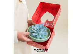 Arrangementen succulenten ROOTLESS Echeveria, Octopus bowl - love box1