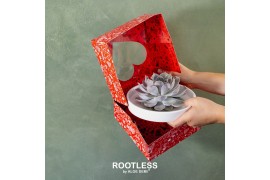 Arrangementen succulenten ROOTLESS Echeveria, Panda bowl - love box1 p