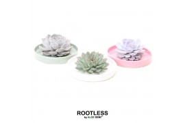 Arrangementen succulenten ROOTLESS Echeveria, Octopus bowl1 pp