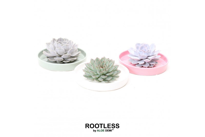 Arrangementen succulenten ROOTLESS Echeveria, Octopus bowl1 pp 