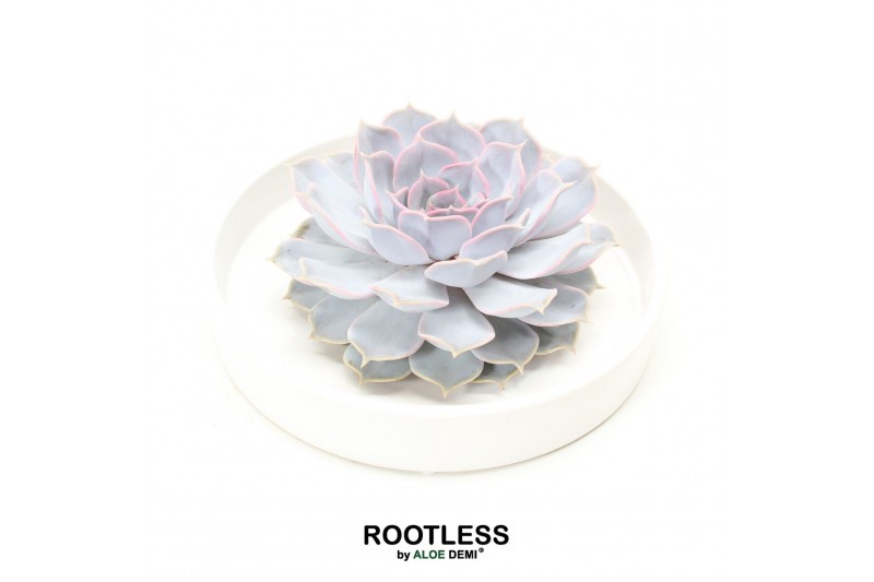 Arrangementen succulenten ROOTLESS Echeveria lilacina, Tapir bowl1 pp 