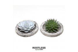 Arrangementen succulenten ROOTLESS succulent, Koala bowl1 pp