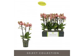 Phalaenopsis multiflora geel Exclusivo Tama 3 spike 25 bl. 3 tak/plnt 