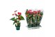Anthurium andr. madural Basic Anthurium Madural 17cm 5 bl. 
