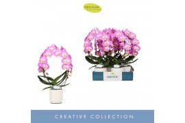 Phalaenopsis roze Mirror Miracle Kiara 2 spike in Lazio White 15 bl. 2