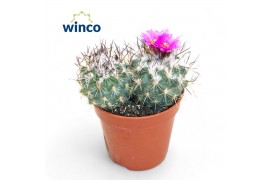 Cactus Turbinicarpus saueri ssp. nelissae