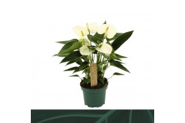 Anthurium (Andreanum Grp) Everest Anthurium Everest3 bl.