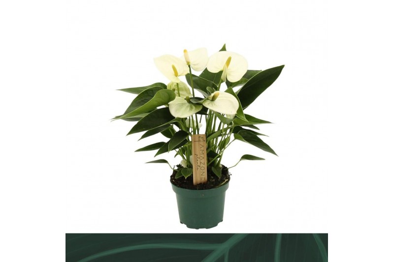 Anthurium (Andreanum Grp) Everest Anthurium Everest3 bl. 