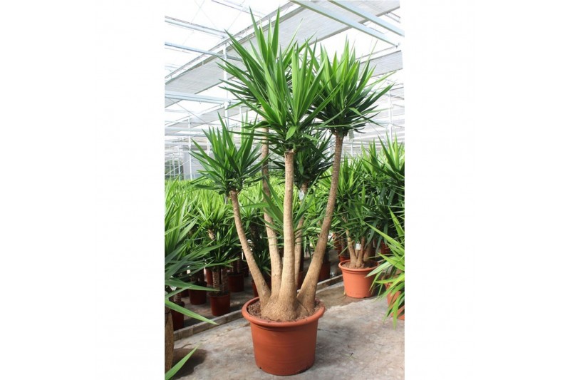 Yucca elephantipes Yucca elephantipes1 pp 