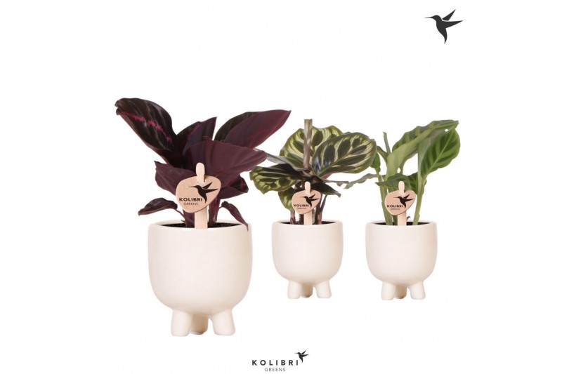 Calathea mix Kolibri Greens Calathea mix in Gummy pot travertine1 pp 
