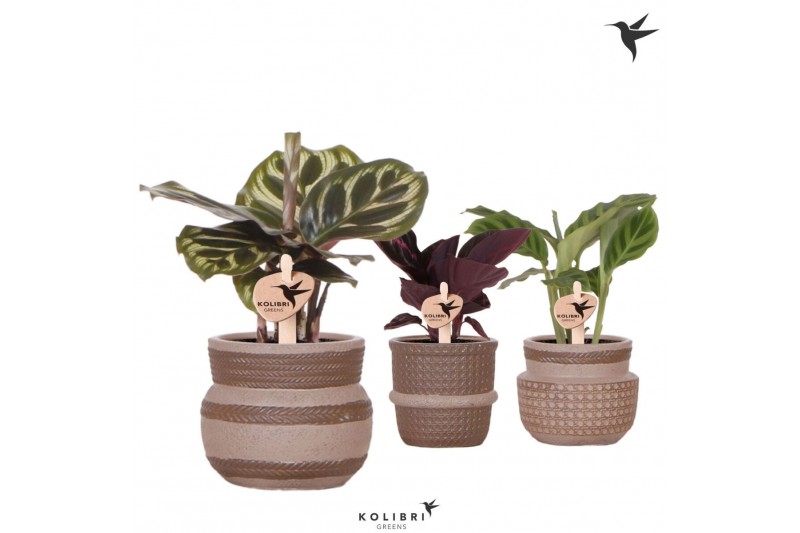 Calathea mix Kolibri Greens Calathea mix in Ethnic pot sand1 pp 