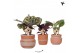 Calathea mix Kolibri Greens Calathea mix in Ethnic pot terracotta1 pp 