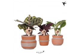 Calathea mix Kolibri Greens Calathea mix in Ethnic pot terracotta1 pp