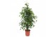 Ficus benjamina exotica Ficus Exotica4 pp 