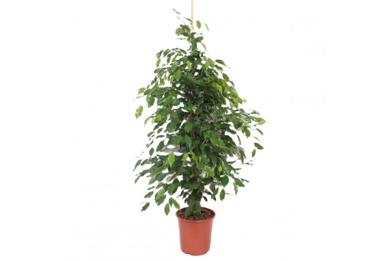 Ficus benjamina exotica Ficus Exotica4 pp 
