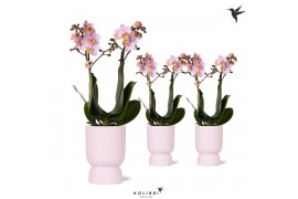 Phalaenopsis multiflora roze Kolibri Orchids Phalaenopsis pink 2 spike