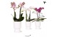 Phalaenopsis mix Kolibri Orchids Phalaenopsis mix 2 spike in Diabolo p 