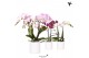 Phalaenopsis mix Kolibri Orchids Phalaenopsis mix 2 spike in Pastel po 