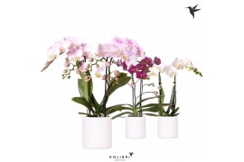 Phalaenopsis mix Kolibri Orchids Phalaenopsis mix 2 spike in Pastel po