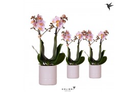 Phalaenopsis multiflora roze Kolibri Orchids Phalaenopsis mix 2 spike 