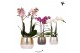 Phalaenopsis mix Kolibri Orchids Phalaenopsis mix 2 spike in Elite pot 