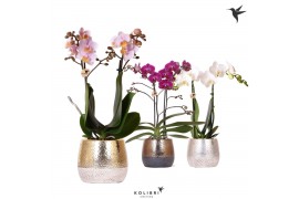 Phalaenopsis mix Kolibri Orchids Phalaenopsis mix 2 spike in Elite pot