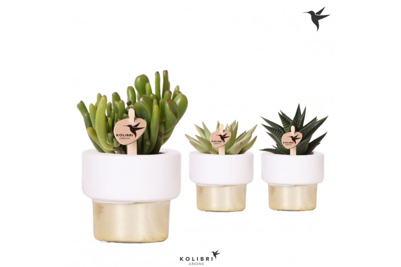 Succulenten mix Kolibri Greens Succulenten mix in Lush pot gold1 pp 