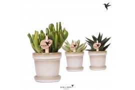 Succulenten mix Kolibri Greens Succulenten mix in Flower pot sand1 pp