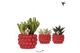 Succulenten mix Kolibri Greens Succulenten mix in Berry pot1 pp