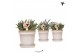 Rhipsalis mix Kolibri Greens Rhipsalis mix in Flower pot sand1 pp 