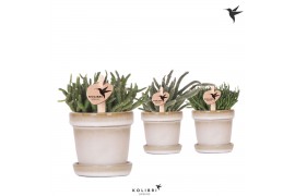 Rhipsalis mix Kolibri Greens Rhipsalis mix in Flower pot sand1 pp