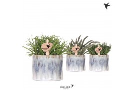 Rhipsalis mix Kolibri Greens Rhipsalis mix in Sky pot1 pp