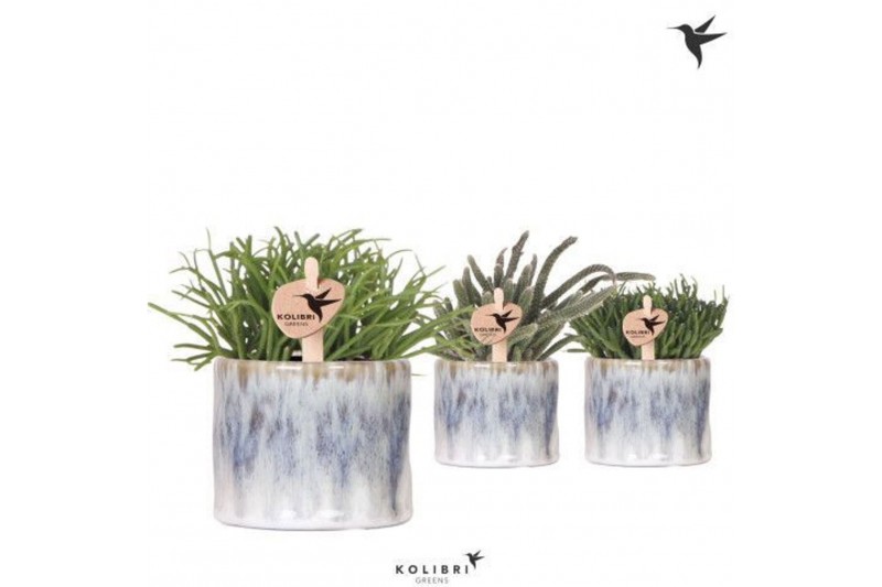 Rhipsalis mix Kolibri Greens Rhipsalis mix in Sky pot1 pp 