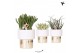 Succulenten mix Kolibri Greens Succulenten mix in Lush pot gold1 pp 