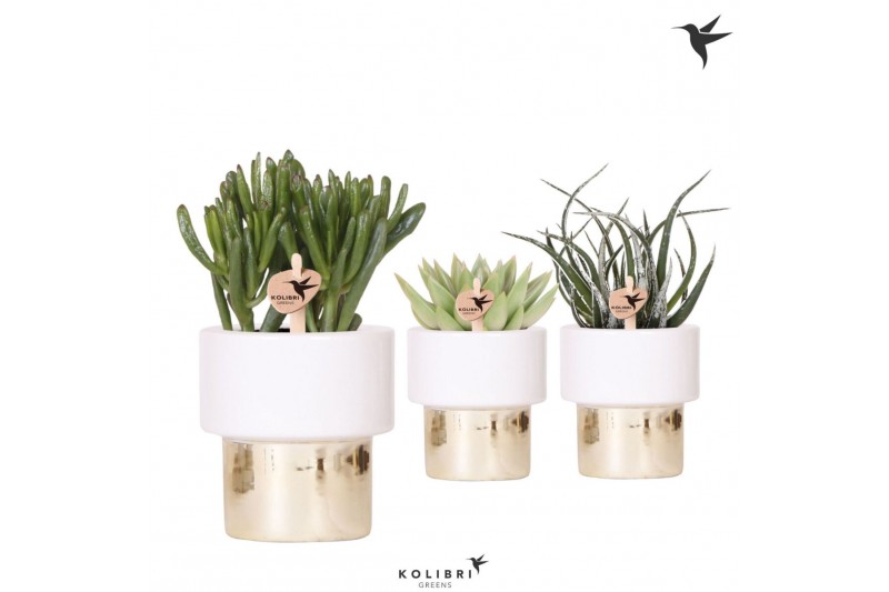 Succulenten mix Kolibri Greens Succulenten mix in Lush pot gold1 pp 