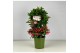 Ardisia crenata bos premium Ardisia crenata Bospremium Red 