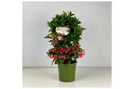 Ardisia crenata bos premium Ardisia crenata Bospremium Red